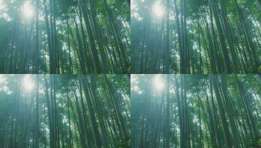 阳光透过竹子高清在线视频素材下载