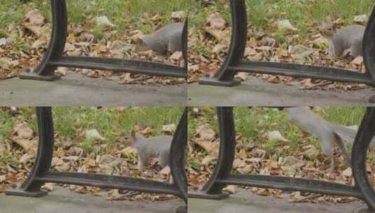 英国布里斯托尔落叶中松鼠的特写镜头高清在线视频素材下载
