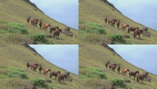 在斜坡上吃草的马群高清在线视频素材下载