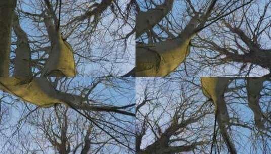 360度滚动拍摄林地的树木高清在线视频素材下载