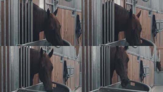 马厩里的马在吃食高清在线视频素材下载