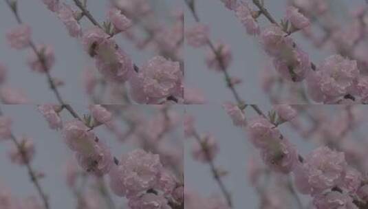 桃花中采蜜的蜜蜂升格慢镜头LOG高清在线视频素材下载