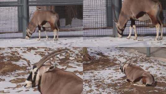 【镜头合集】瞪羚藏羚羊动物园野生动物高清在线视频素材下载