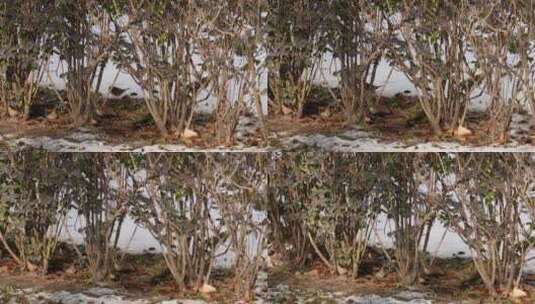 寒冷冬季灌木丛里的麻雀鸟类高清在线视频素材下载