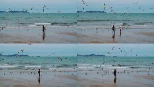 海滩上休憩觅食的海鸥高清在线视频素材下载