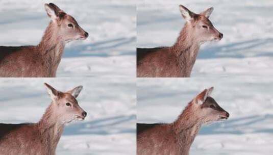 东北吉林冬季野生小鹿慢动作升格拍摄高清在线视频素材下载