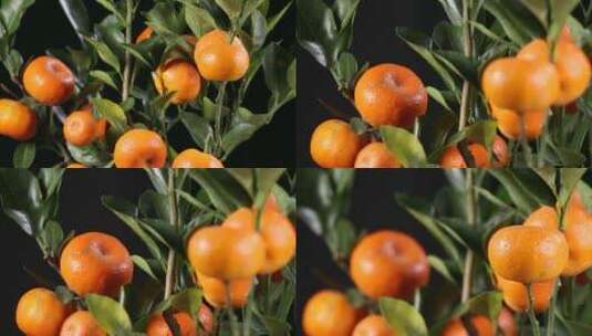 【镜头合集】金桔橘子观赏蜜桔冰糖橘高清在线视频素材下载