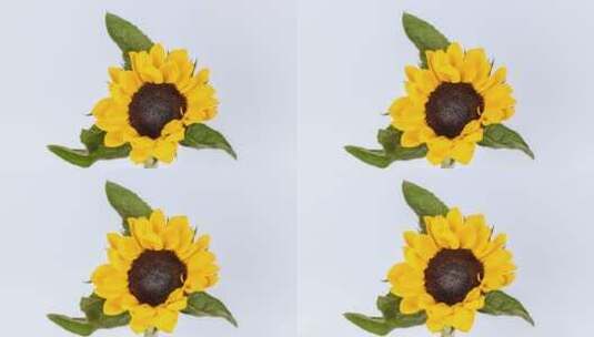 绽放的向日葵生长的延时摄影视频高清在线视频素材下载