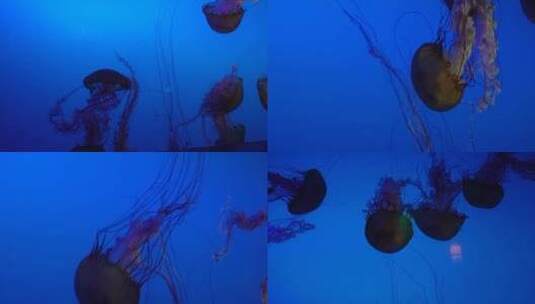 【镜头合集】太平洋海刺水母海蜇海洋生物高清在线视频素材下载