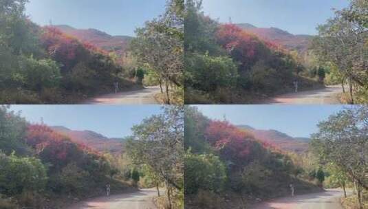 济南捎近村秋季红叶景色高清在线视频素材下载