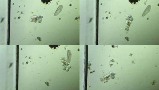 生命科学纪录片素材，显微镜下的生物，轮虫3高清在线视频素材下载