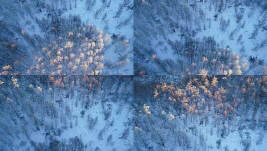 航拍林海雪原红树梢高清在线视频素材下载