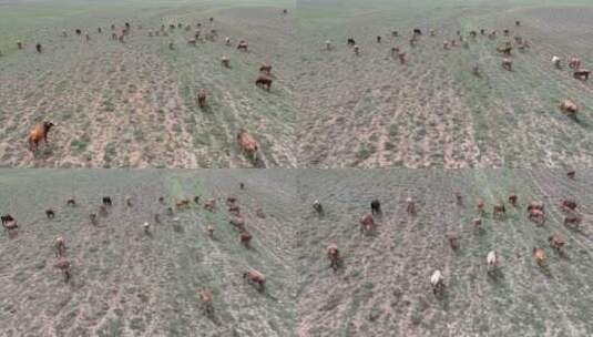 从空中俯瞰田野中的一群奶牛高清在线视频素材下载