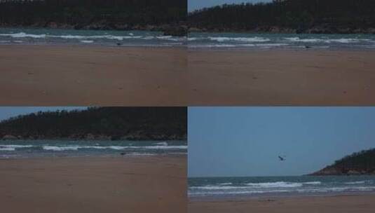 沙滩上飞起的海鸥 海岛高清在线视频素材下载