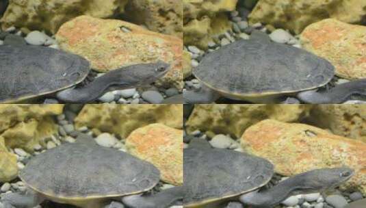 沿着水族馆的底部高清在线视频素材下载