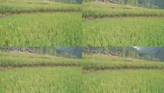 水稻种植梯田高清在线视频素材下载