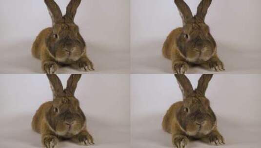 兔子 田园兔高清在线视频素材下载