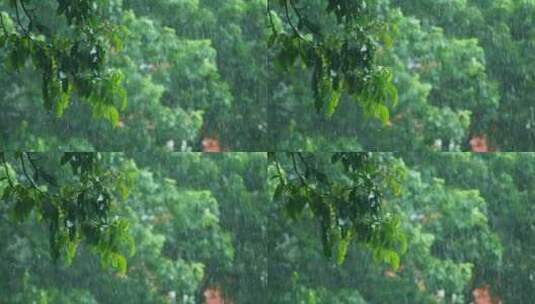 暴雨下的树叶，雨滴滴落唯美视频素材高清在线视频素材下载