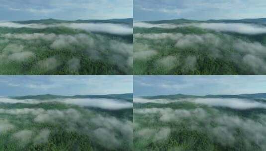 航拍大兴安岭绿色林海云雾高清在线视频素材下载