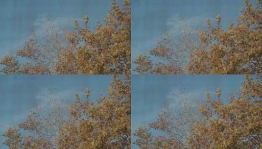 秋天来了叶子黄了树木树叶 (11)高清在线视频素材下载