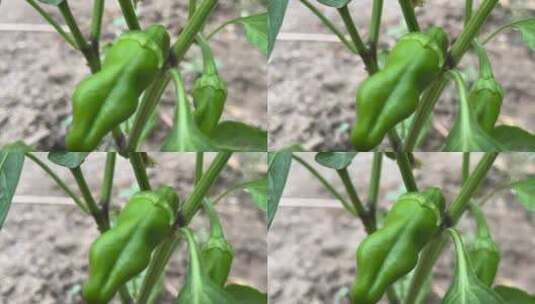 辣椒植物特写镜头高清在线视频素材下载