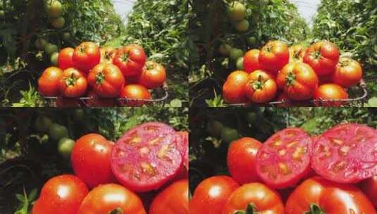 西红柿产地高清在线视频素材下载