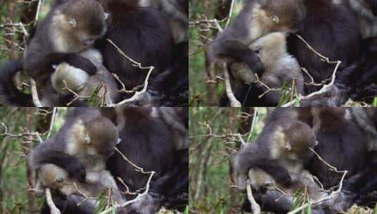 云南滇金丝猴梳理毛发高清在线视频素材下载