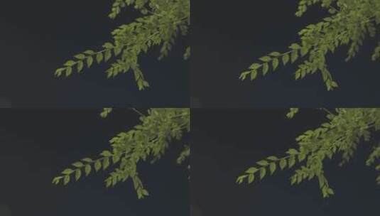 夜晚随风摇曳的树叶高清在线视频素材下载