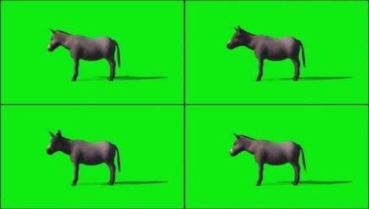 绿幕-动物-驴扭头高清在线视频素材下载