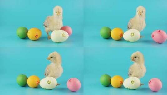 小鸡和复活节彩蛋高清在线视频素材下载