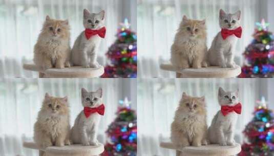 在猫塔上玩耍的两只小猫咪高清在线视频素材下载