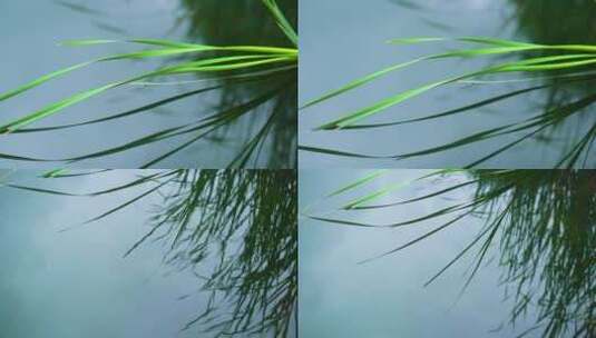 水面倒影芦苇唯美自然风光高清在线视频素材下载