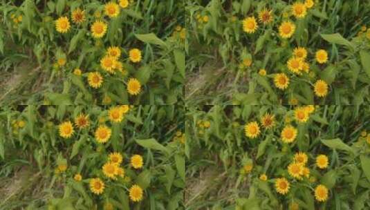 黄色小雏菊花朵高清在线视频素材下载