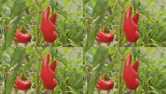 红色辣椒食物高清在线视频素材下载
