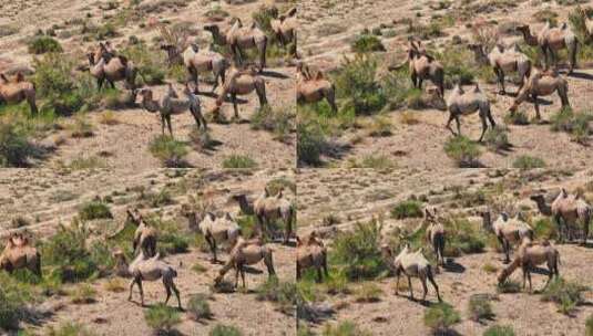 乌伦古湖骆驼高清在线视频素材下载