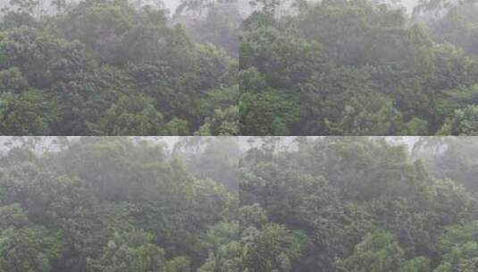 森林树林下雨狂风暴雨风吹雨打树丛大风大雨高清在线视频素材下载