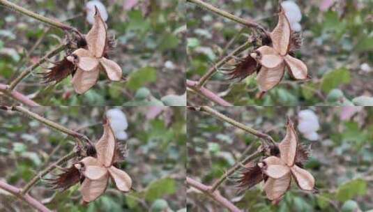 棉花壳特写高清在线视频素材下载