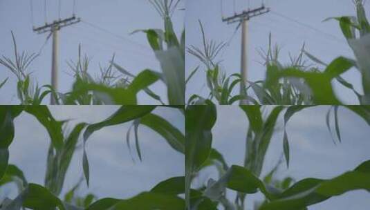 广东新农村玉米种植基地高清在线视频素材下载