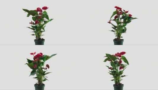 旋转的红褐色花卉高清在线视频素材下载