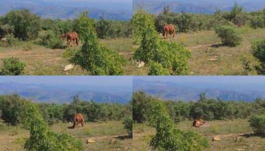 一匹枣红马在草地撒欢打滚高清在线视频素材下载