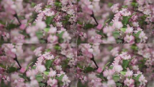 垂丝海棠、海棠、春、花 (7)高清在线视频素材下载