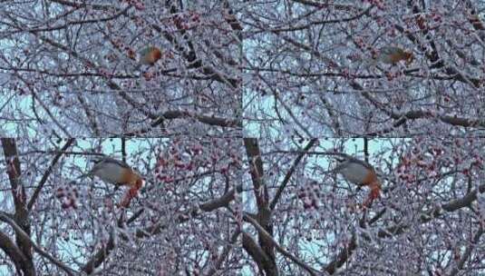 小鸟在树枝上啄食小果子高清在线视频素材下载