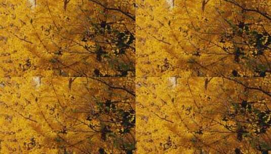北京秋天的银杏树叶高清在线视频素材下载