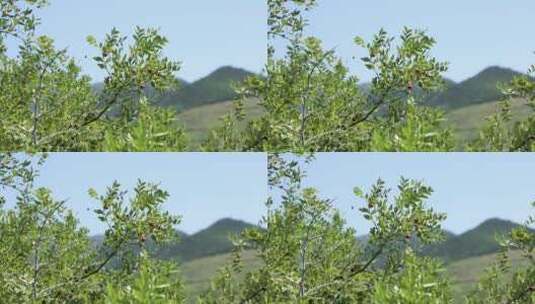 酸枣子树高清在线视频素材下载