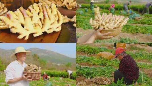 小黄姜种植高清在线视频素材下载