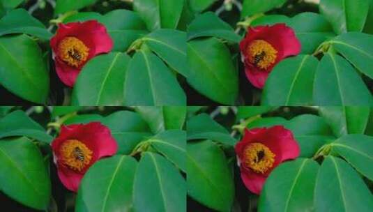 花园蜜蜂飞舞采蜜 山茶花高清在线视频素材下载