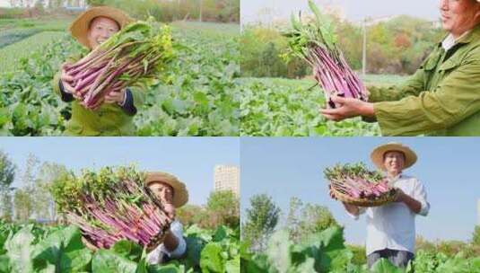 红菜苔产地高清在线视频素材下载