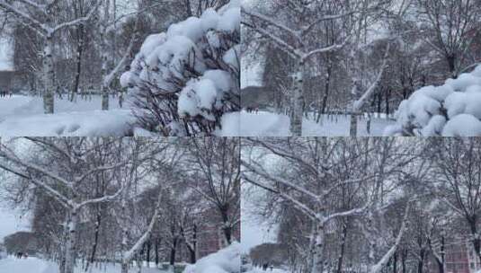 白桦落雪高清在线视频素材下载