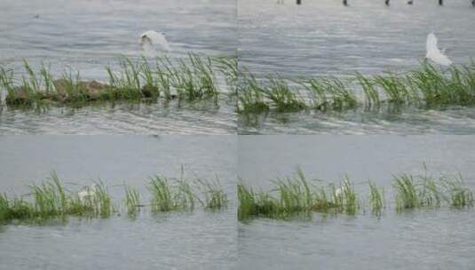 湖里水草中的白鹭高清在线视频素材下载