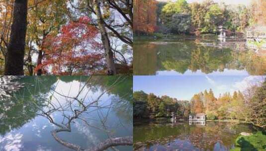 浙江杭州植物园自然风光4K视频合集高清在线视频素材下载